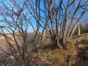 17 Numerosa famiglia di carpini neri